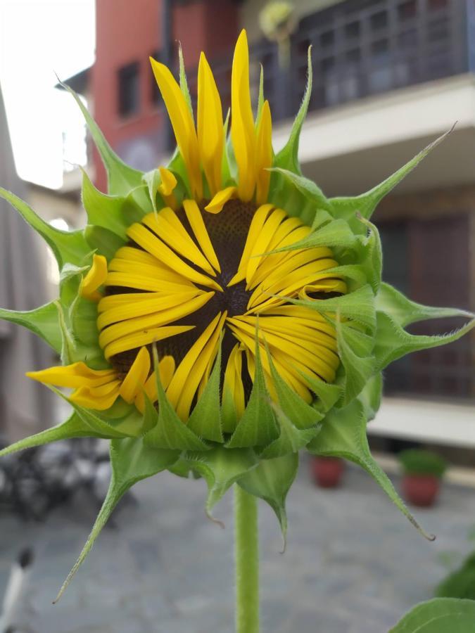Helianthus Guesthouse أمولياني المظهر الخارجي الصورة