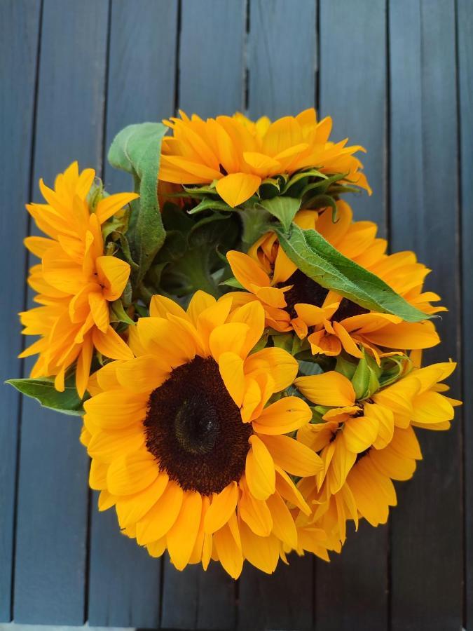 Helianthus Guesthouse أمولياني المظهر الخارجي الصورة
