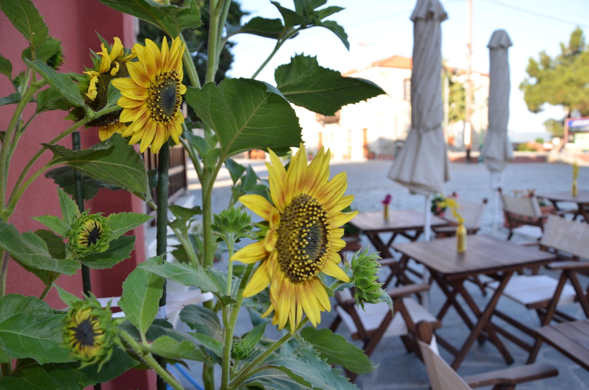Helianthus Guesthouse أمولياني المظهر الخارجي الصورة